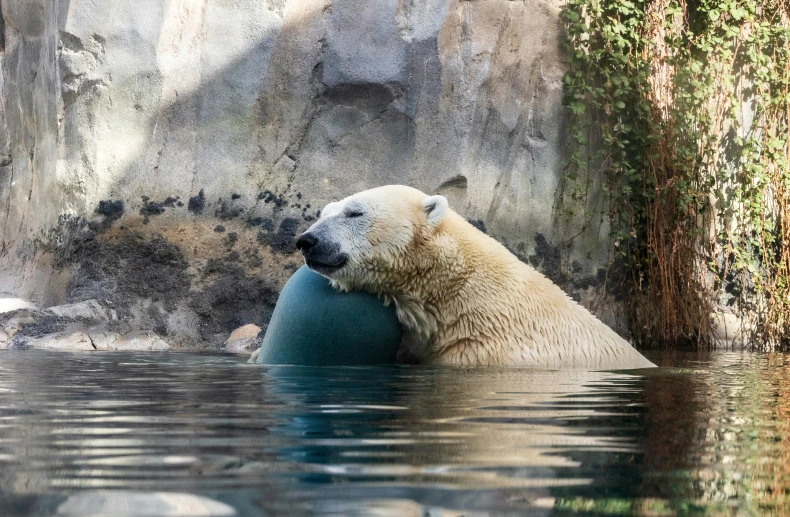 an animal sitting on the back of a large rock in water