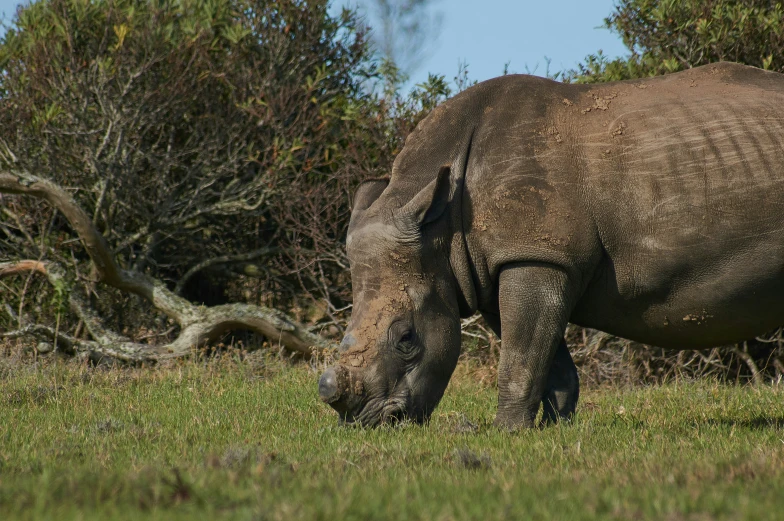 a rhino grazing in an open field near some trees