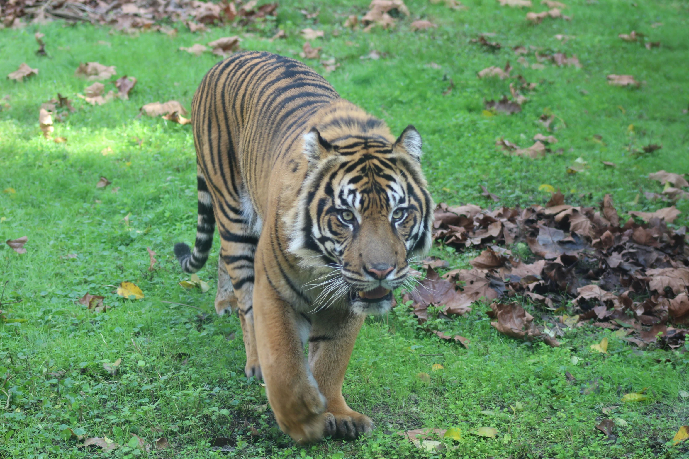 a tiger walking on a field next to a pile of leaves