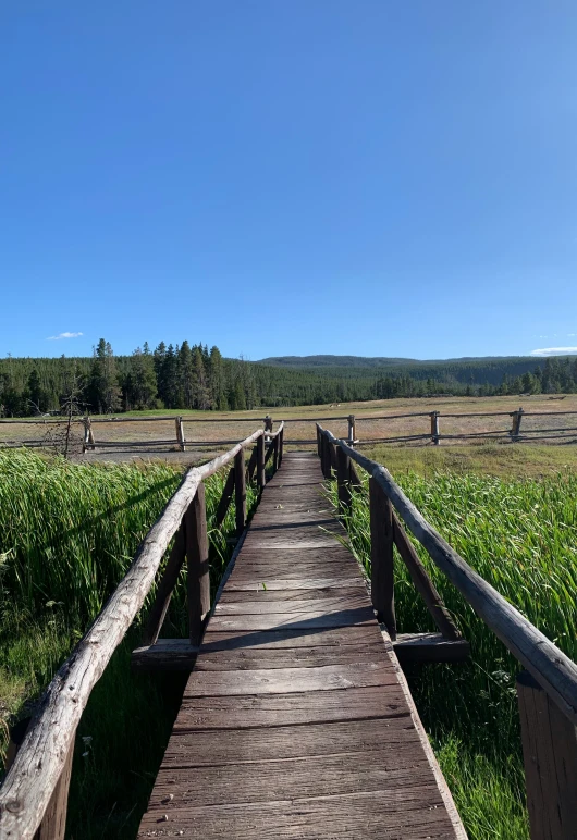 wooden boardwalk over grassy field with wild flowers