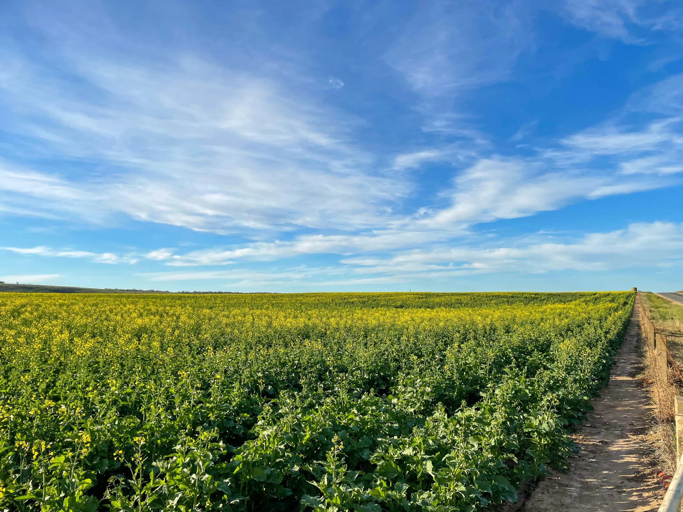 the sky is partly blue and a row of green beans are growing on the side of the road