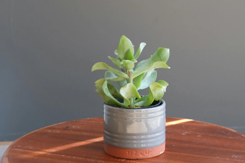 a potted plant on top of a small table