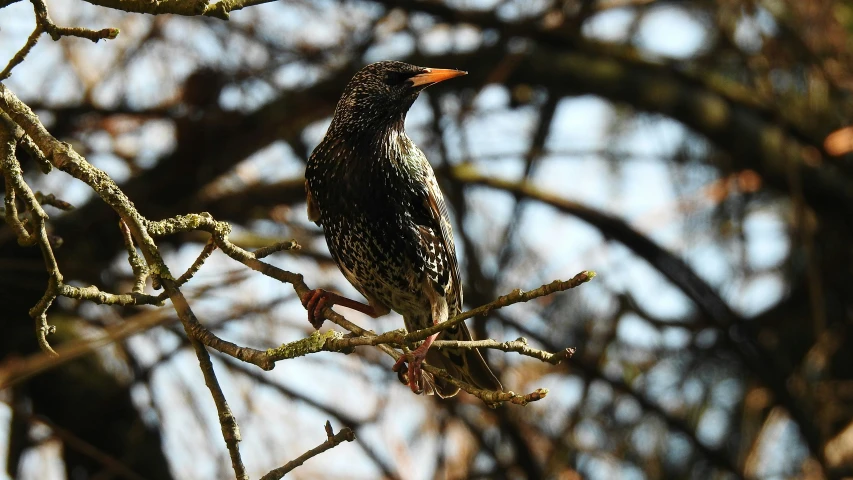 a bird that is perched on top of a nch