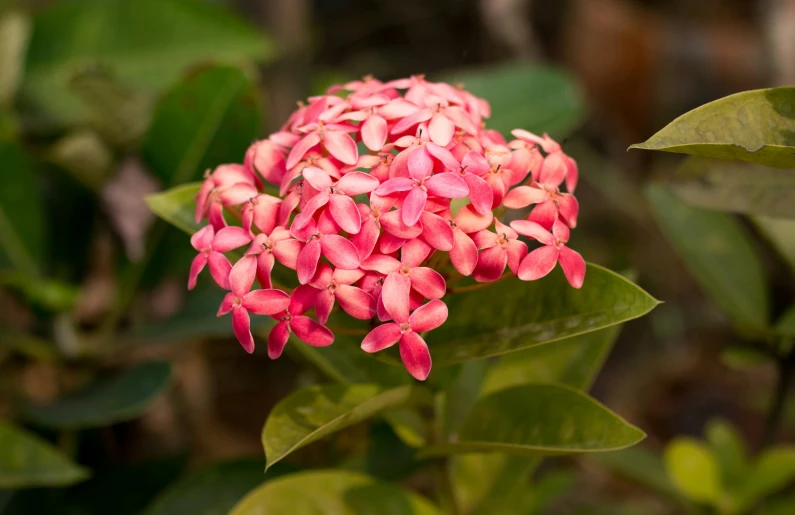 the pink flowers are starting to blossom in the forest