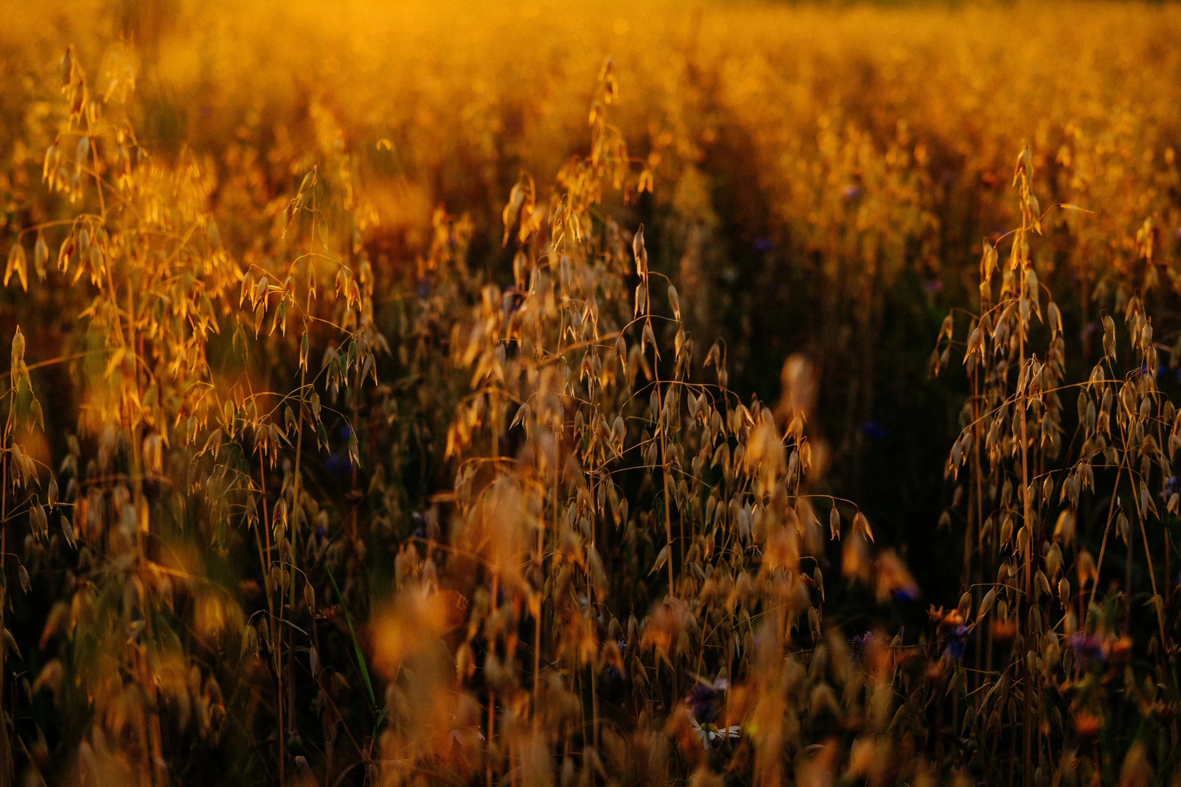 the large field has yellow flowers growing in it