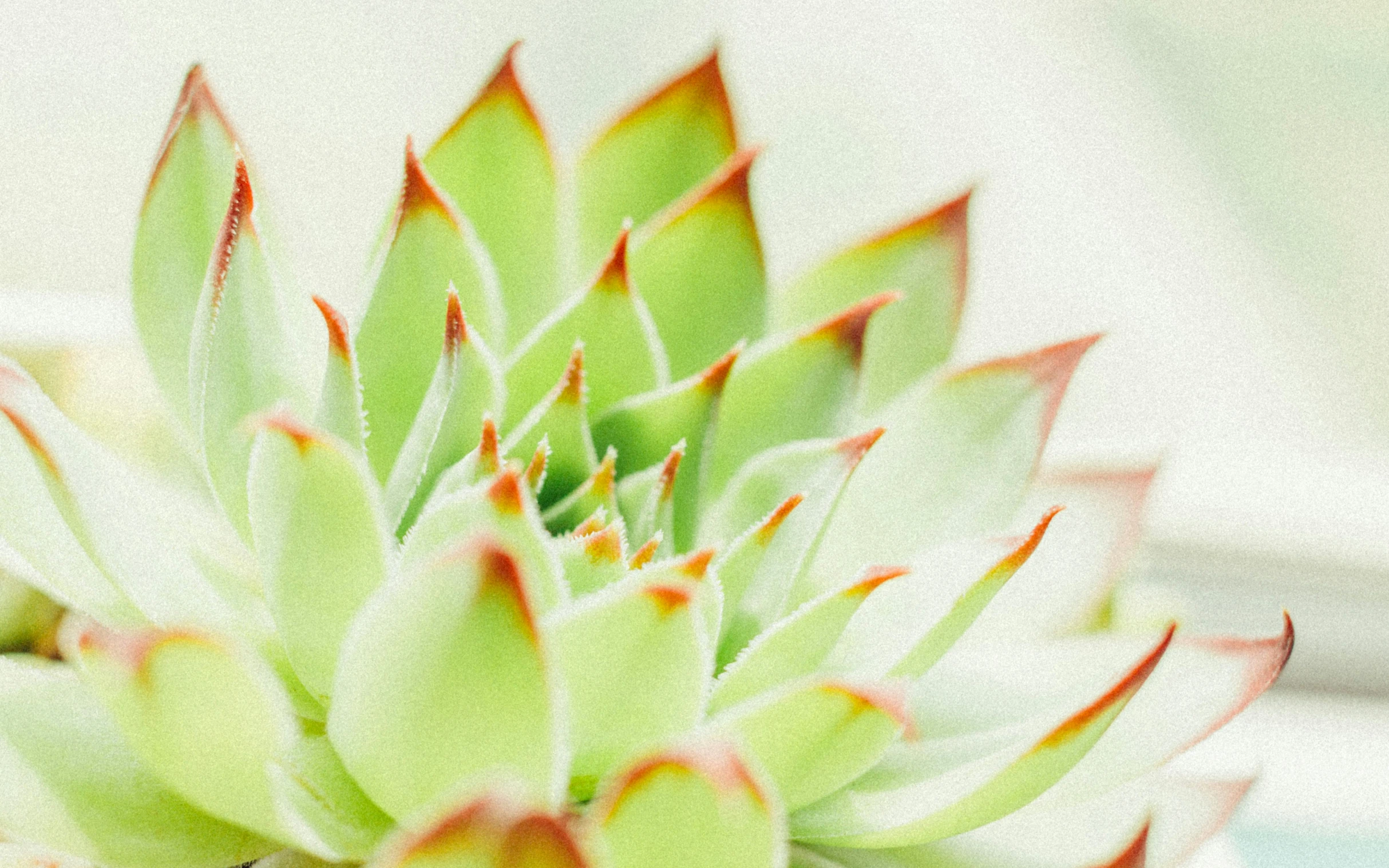 a red and green succulent in a white vase