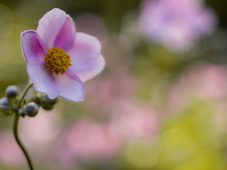 a pink flower sitting on top of a green stem