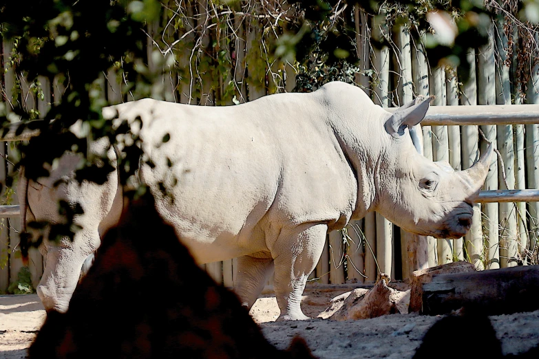 a rhino is inside its enclosure and looking at the camera