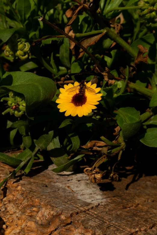 a flower with a bee sitting on the petals