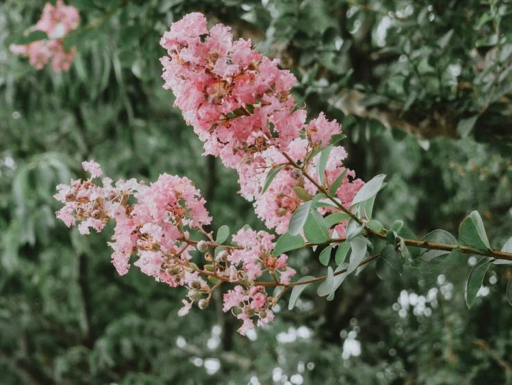 an image of some flowers blooming next to some trees