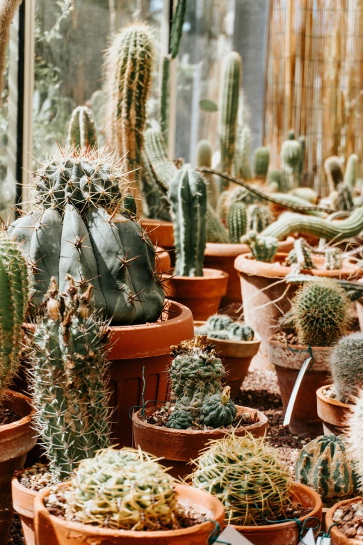 various types of cactus in pot plants outside