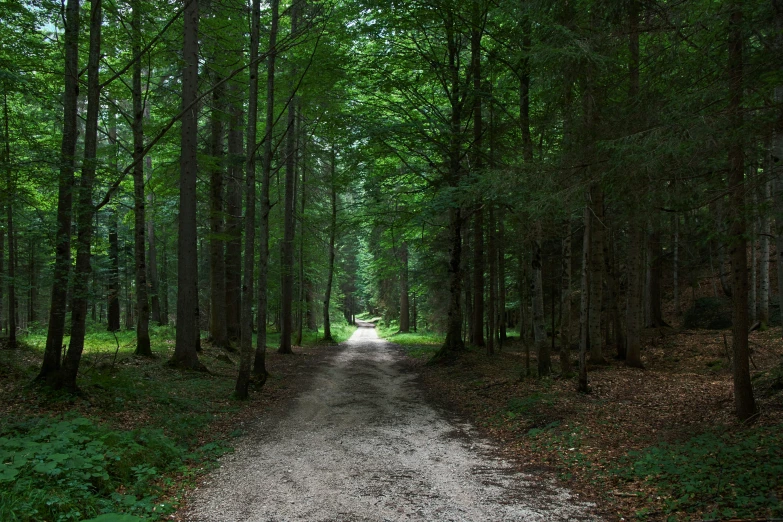 a dirt road running through a green, leafy forest