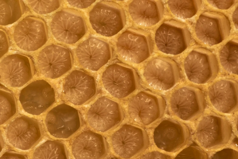 a close up view of a honeycomb made of brown and white honey