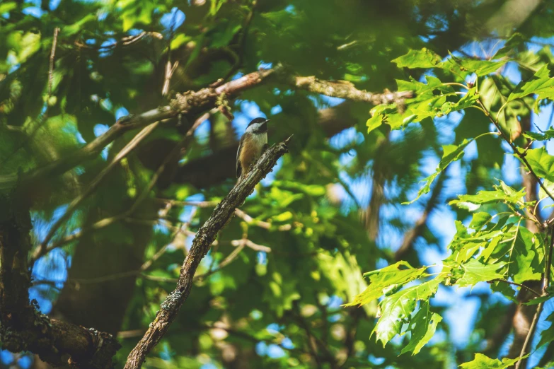 a bird perched in a tree nch on a sunny day