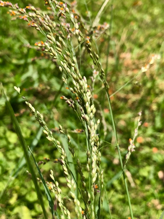 a plant is shown on the green grass