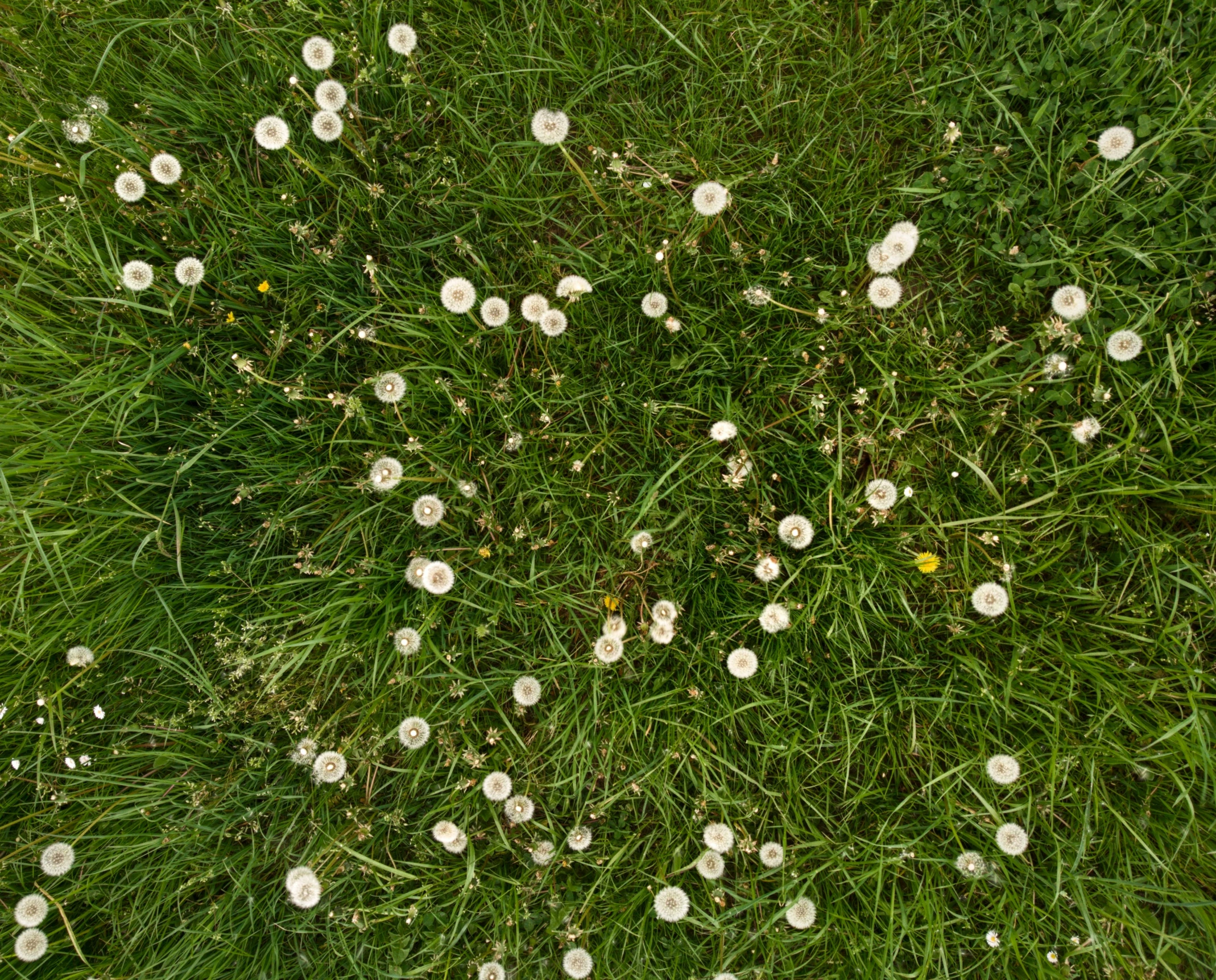 small white flowers growing on grass as seen from above