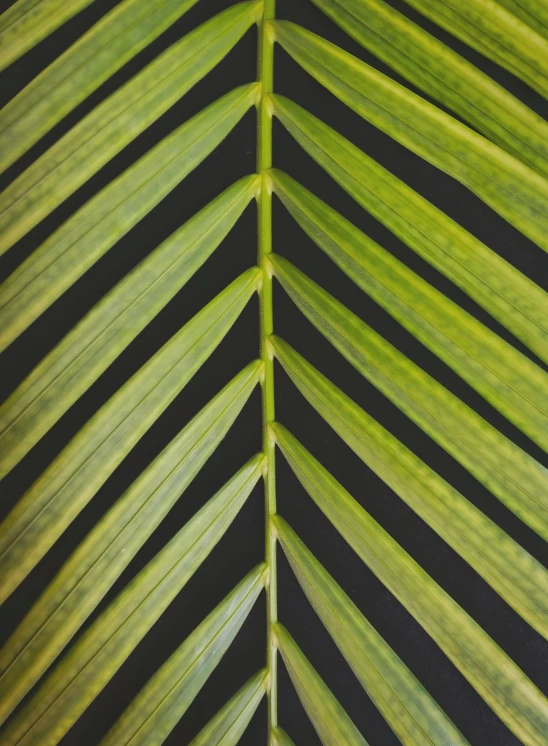 the edges of two green leaf like leaves