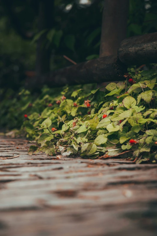 a wet road with lots of greenery along it