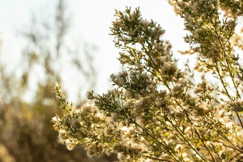 a bush that is full of white flowers and lots of small buds