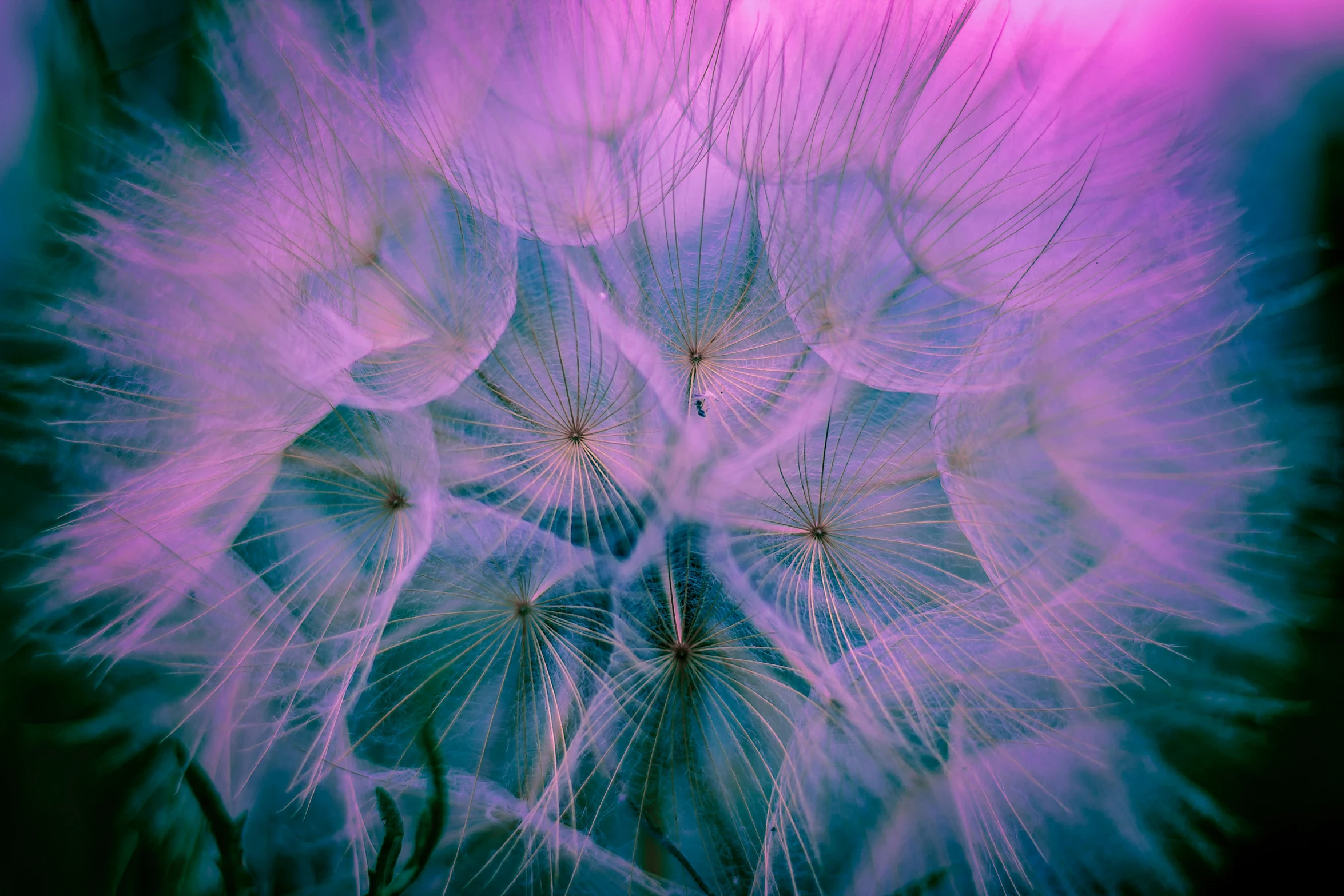 a blue flower with purple petals