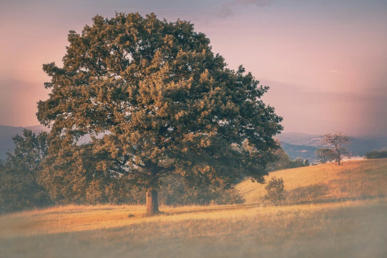 the trees are turning brown in the field