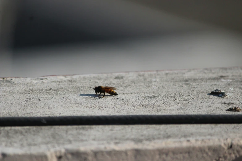 an antelope laying on concrete next to the road