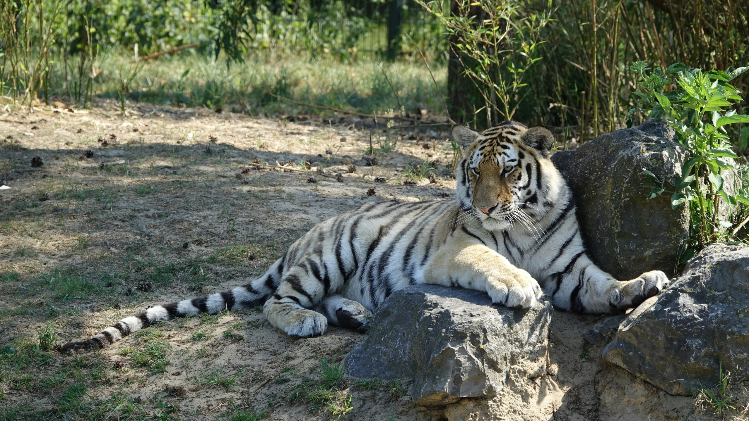 a large tiger laying on top of rocks