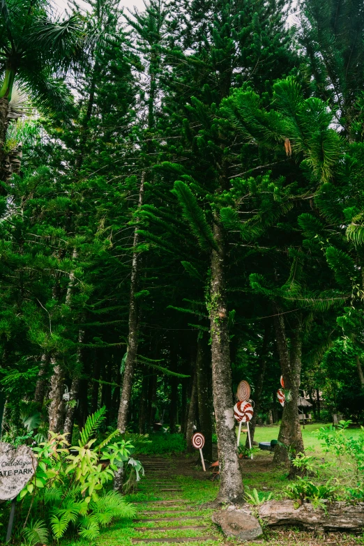 a man walking through a forest next to tall trees