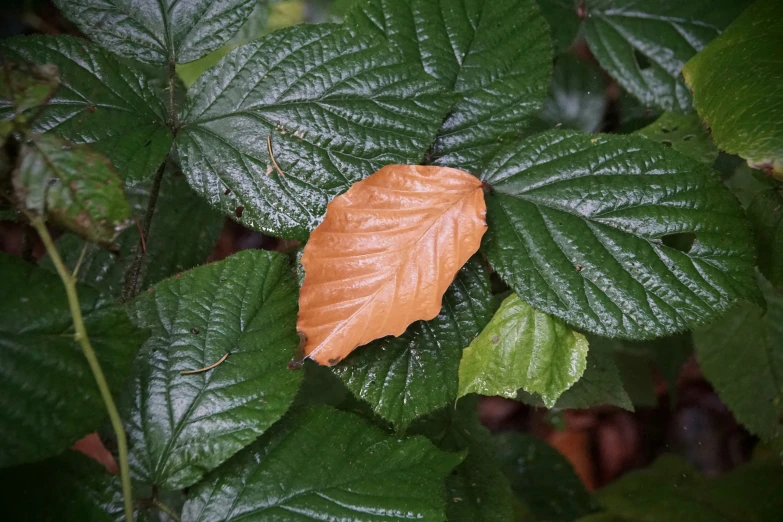 a leaf sits on the stem of a bush