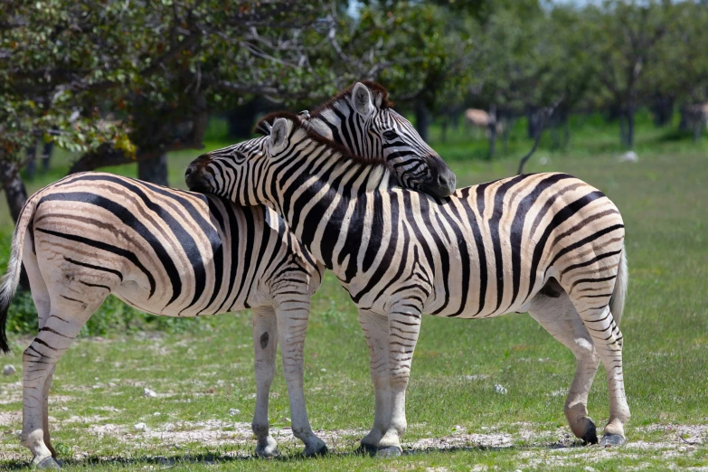 two zes standing close together in an open field