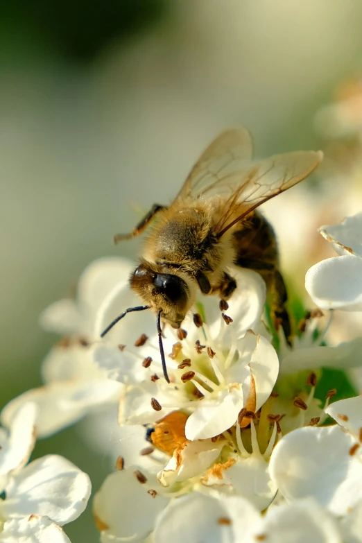 the honeybee is sitting on top of white flowers