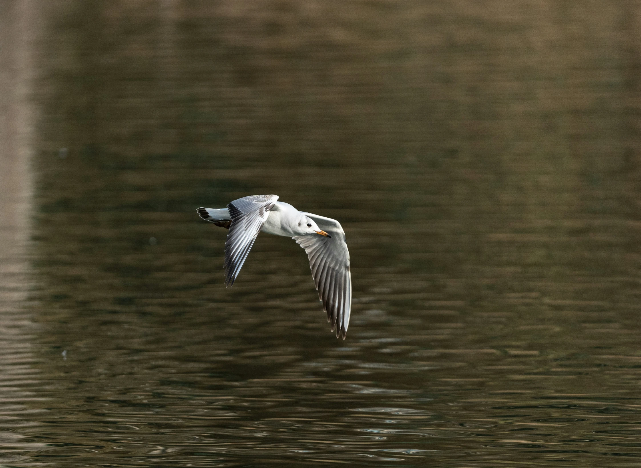 white bird flying over water looking for food