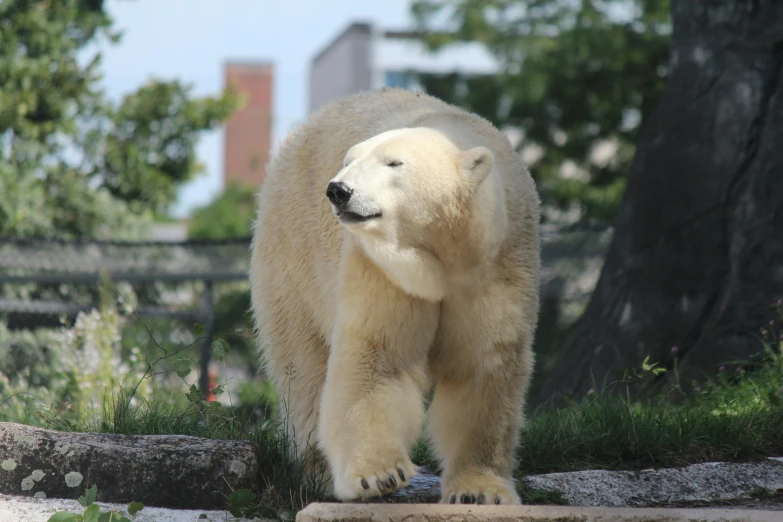 a polar bear standing next to a tree