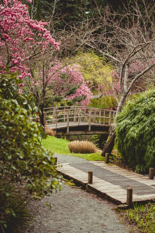 a pathway leading to some pretty pink flowers and trees