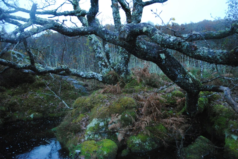 a moss covered rock with an old tree growing over