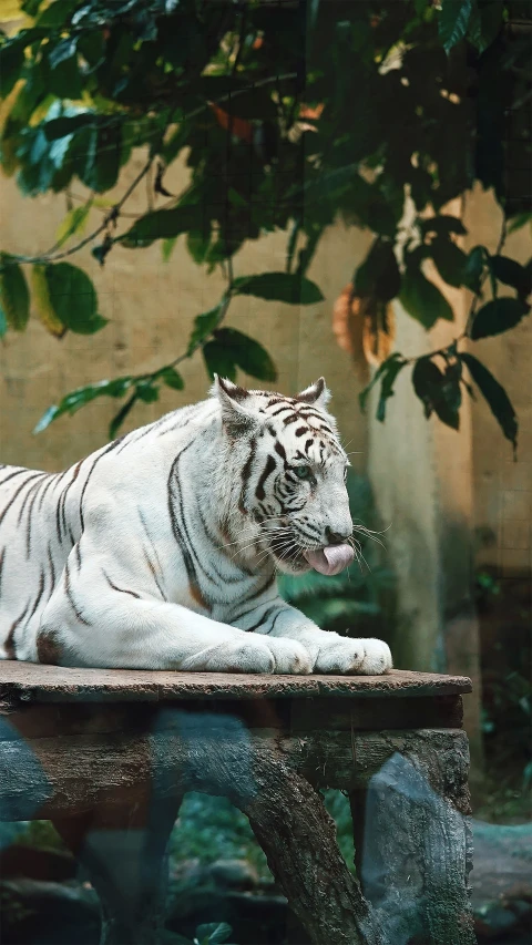 the white tiger is laying on a bench