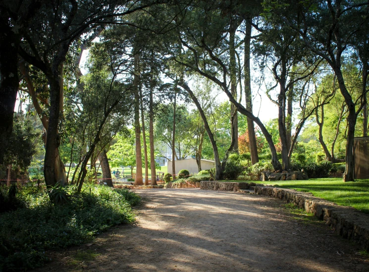 a park with a large group of trees along the walkway