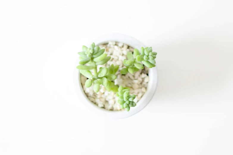 there are two plants in a bowl of some white rice