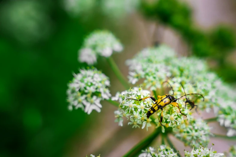 a cluster of yellow and black bees on white flower