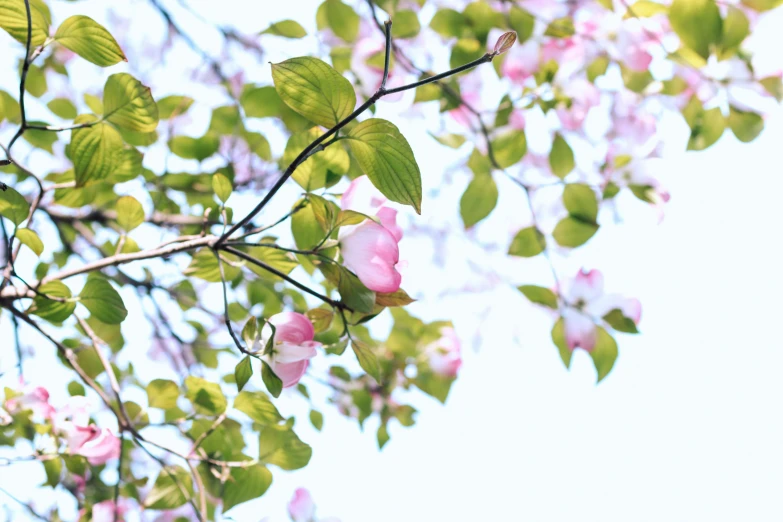 tree with light green leaves and pink flowers