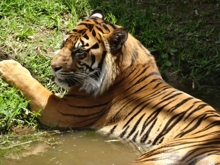 a tiger lying in a body of water with its legs up in the air