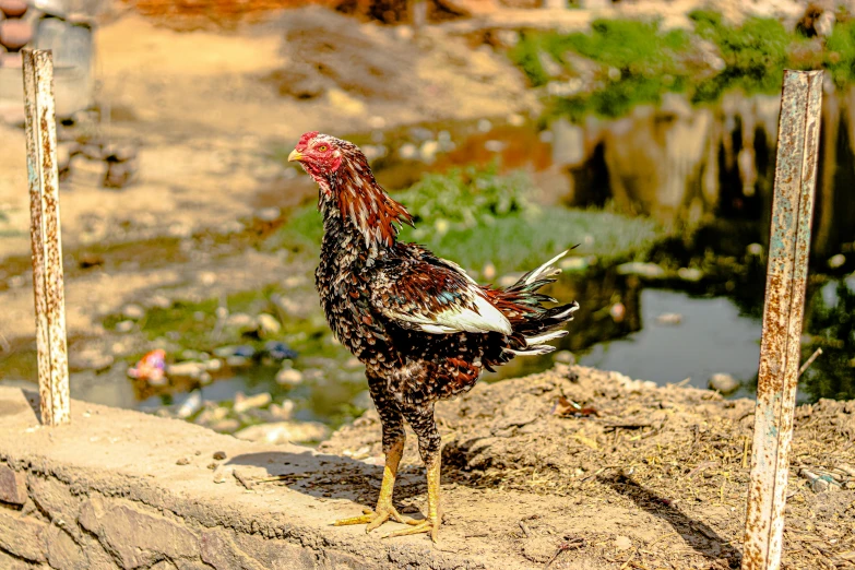 a hen standing on a rock by a dle of water