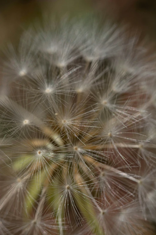 a dandelion is blowing in the wind