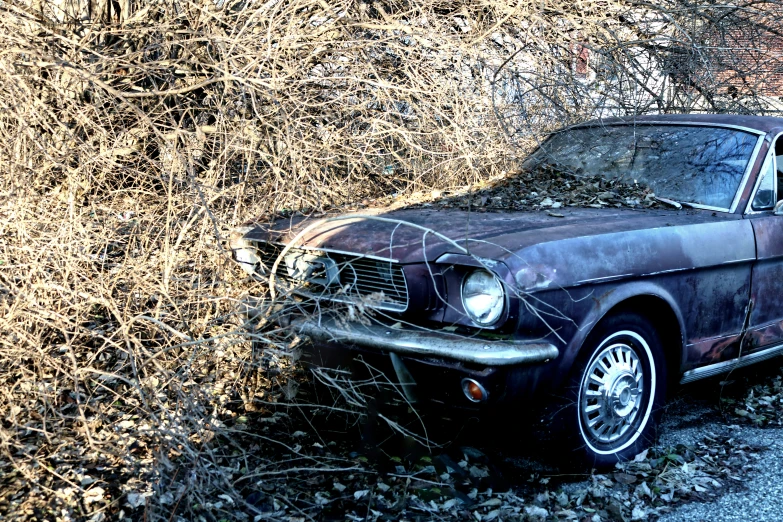 an old rusty old rusty mustang sits in front of a bush