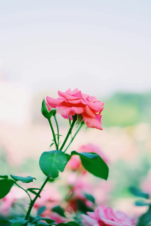 a single flower on a bush with some pink flowers in the background