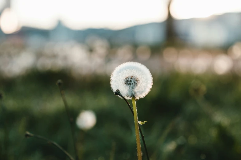 there is a dandelion in the foreground with a blurred building in the background