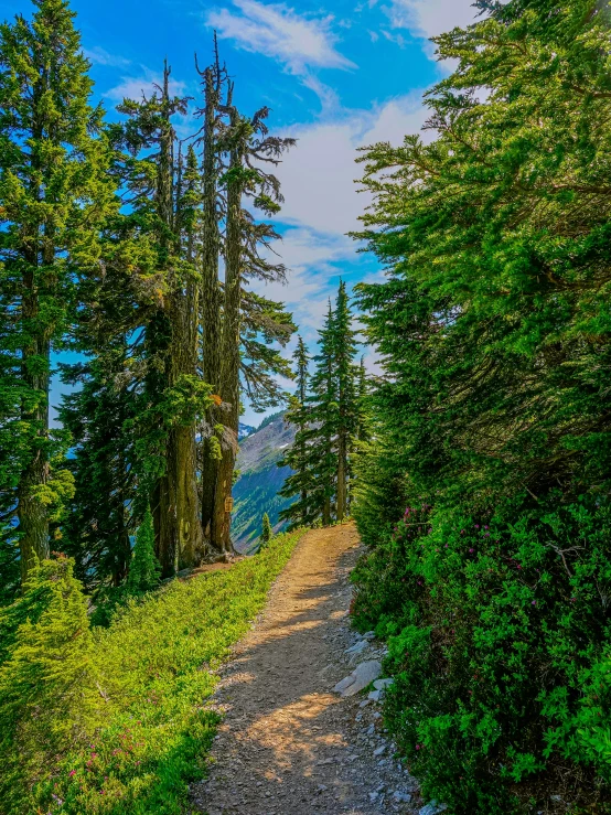 a narrow path through a lush green forest