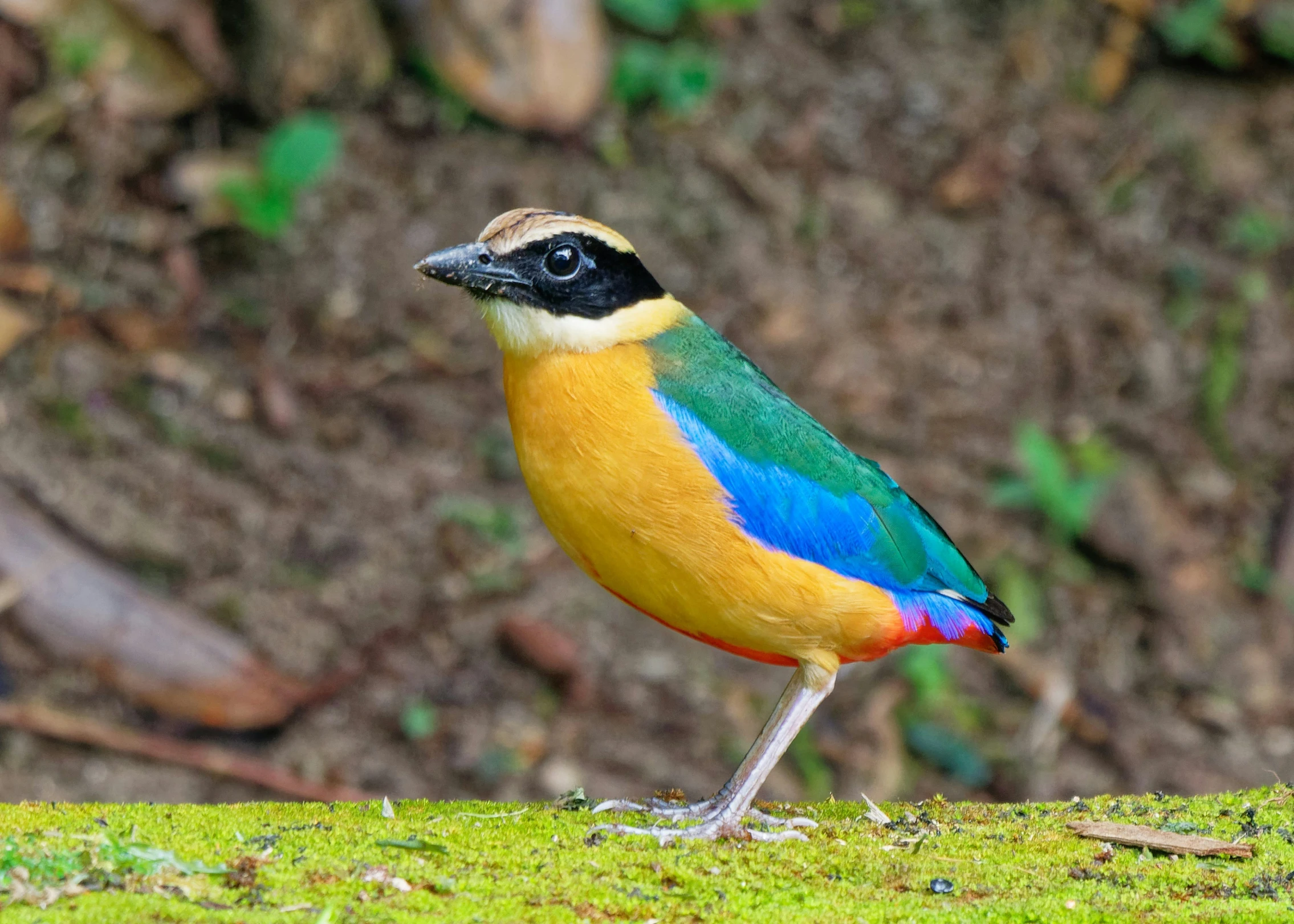 a blue, yellow and red bird standing on the ground