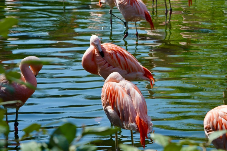 the flamingos are all standing in the water