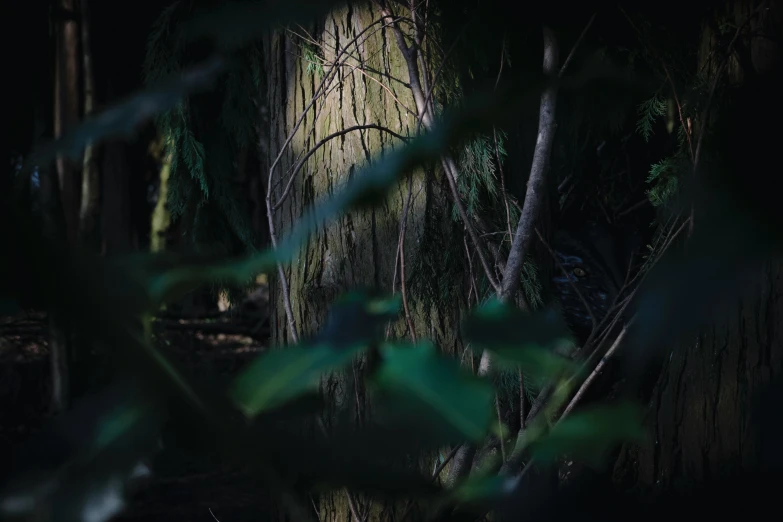 the picture shows a tree covered forest in the dark